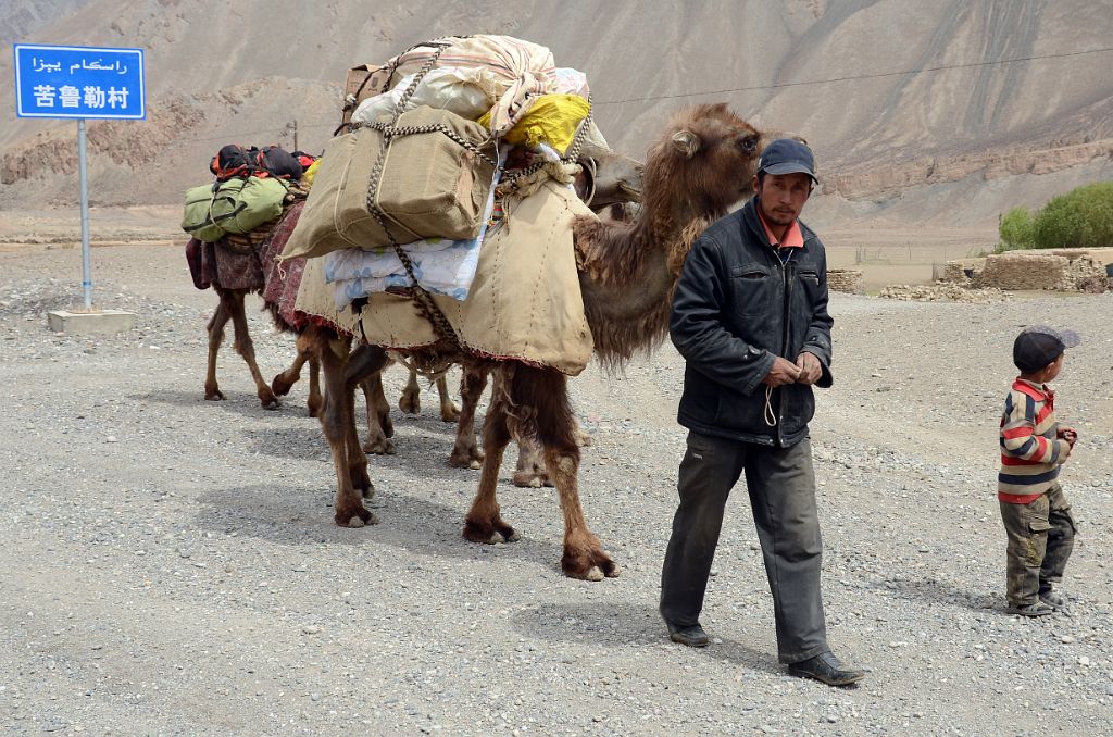 04 Camels Leaving Yilik Village 3504m On Beginning Of Trek To K2 North Face In China